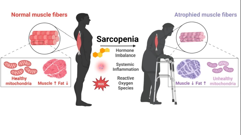 5 Exercises Seniors Need 60 over do this